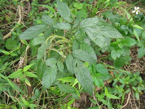 怎麼避邪|避邪植物能去晦氣？3植物有效防卡陰，簡單3步驟教你。